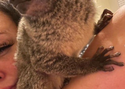 Galago kaufen Schweiz