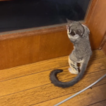 Schatz – 3 Monate altes Weibchen, Galago zu verkaufen