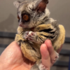 Otto – 3 Monate alter, männlicher Galago zu verkaufen