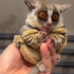 Maus – 3 Monate alter, männlicher Galago zu verkaufen