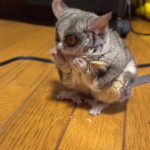 Frieda – 3 Monate alter, weiblicher Galago zu verkaufen