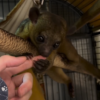 Leo – 3 Monate alter, männlicher Kinkajou zu verkaufen