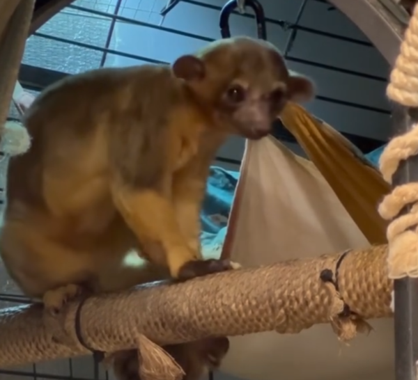 Luna – 3 Monate alter, weiblicher Kinkajou zu verkaufen – Bild 2