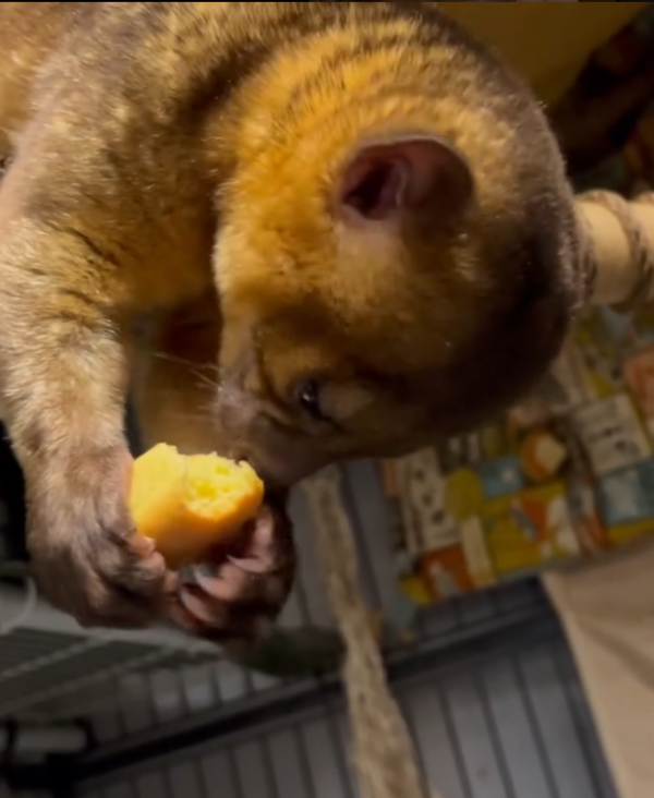 Luna – 3 Monate alter, weiblicher Kinkajou zu verkaufen – Bild 3