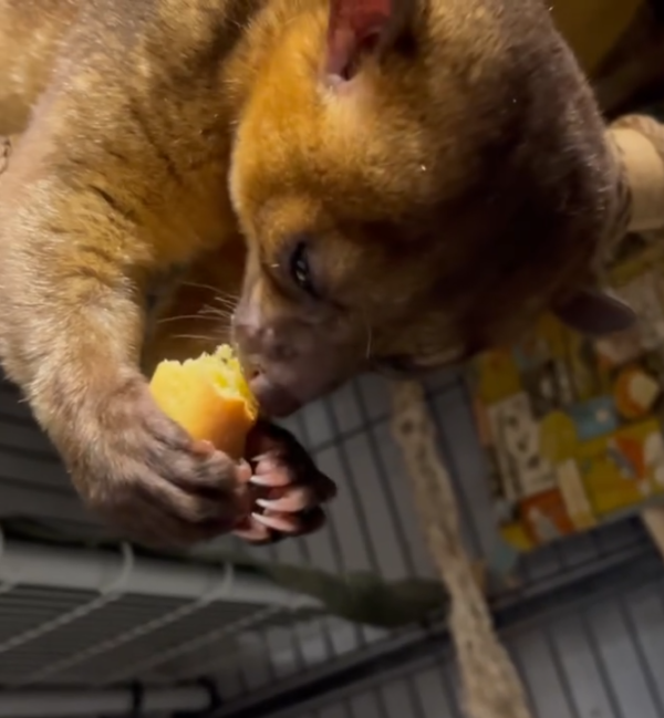 Luna – 3 Monate alter, weiblicher Kinkajou zu verkaufen – Bild 4
