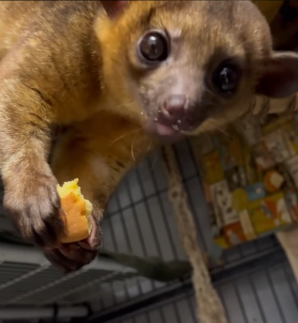 Luna – 3 Monate alter, weiblicher Kinkajou zu verkaufen
