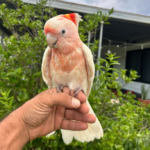 Gesunder Major Mitchel Kakadu Papagei - 09 Monate alt zu verkaufen