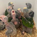 Gelbkopfamazone kaufen