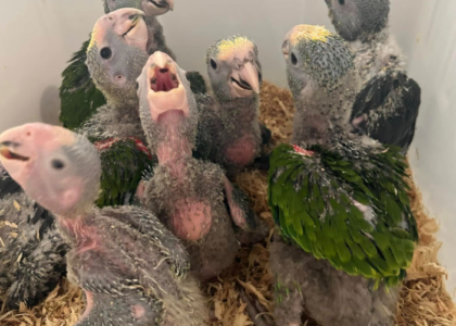 Gelbkopfamazone kaufen