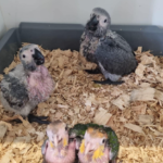 Graupapagei kaufen berlin