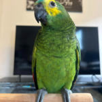 Gesunder 9 Monate alter Gelbkopfamazone-Papagei – Handaufgezogen & legal