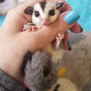 Helen, der 2 Monate alte Sugar Glider