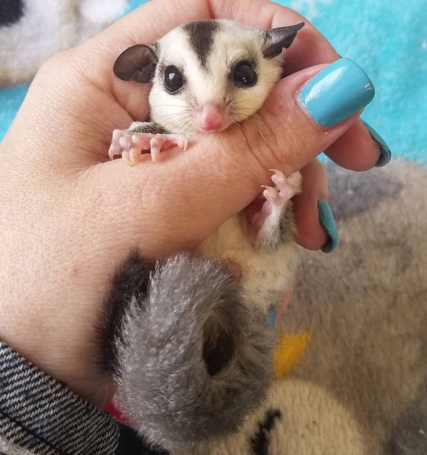 Sugar Glider zu verkaufen