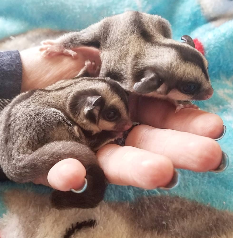 🐿️ Gleithörnchen Kaufen | Legal & Artgerecht bei affe-kaufen.de 🌿