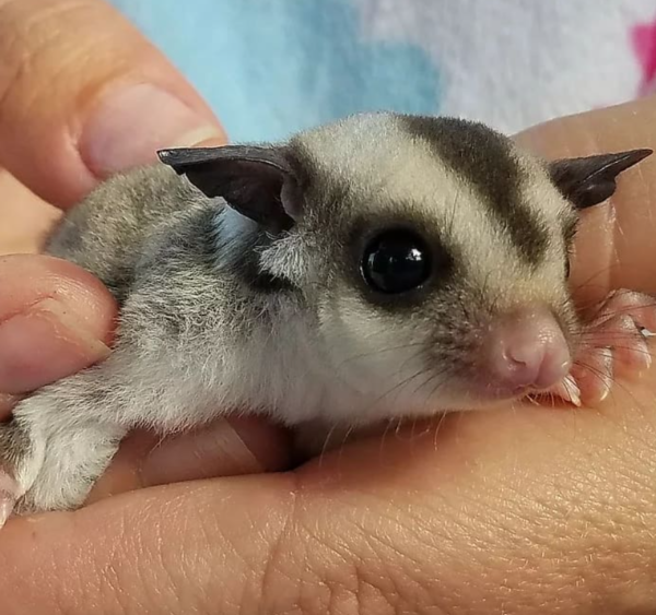 Samuel – 2 Monate alter männlicher Sugar Glider - Image 5
