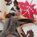 Samuel – 2 Monate alter männlicher Sugar Glider