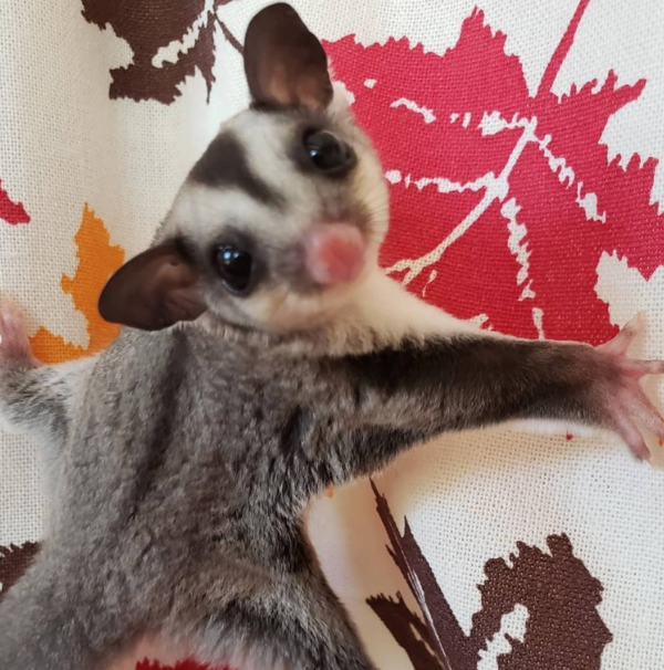 Samuel – 2 Monate alter männlicher Sugar Glider