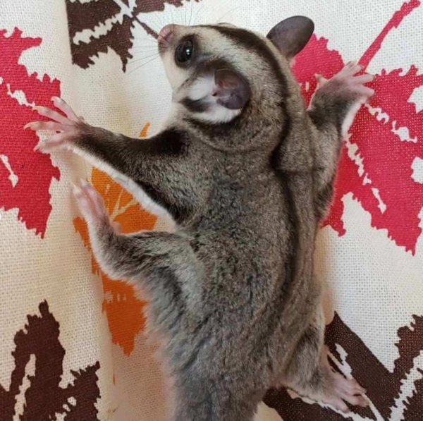 Samuel – 2 Monate alter männlicher Sugar Glider - Image 2