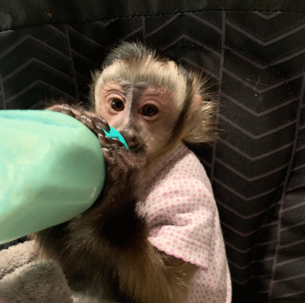 🐒 Andrew – Männlicher Kapuzineraffe zu verkaufen, 3 Monate alt | affe-kaufen.de
