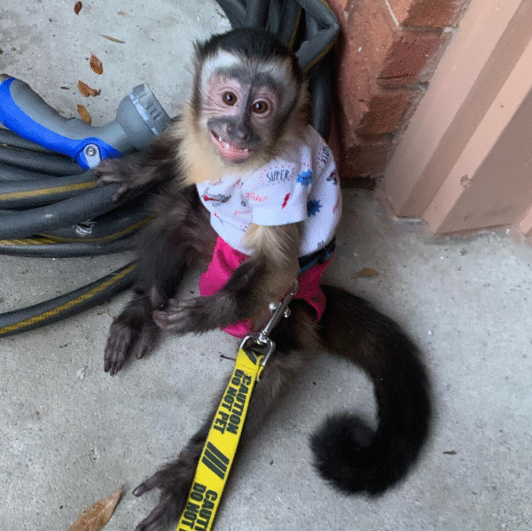🐒 Andrew – Männlicher Kapuzineraffe zu verkaufen, 3 Monate alt | affe-kaufen.de – Bild 2
