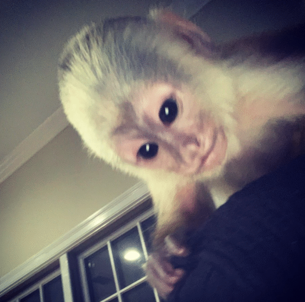 🐒 Eddie – Männlicher Kapuzineraffe zu verkaufen (3 Monate alt) | affe-kaufen.de – Bild 3