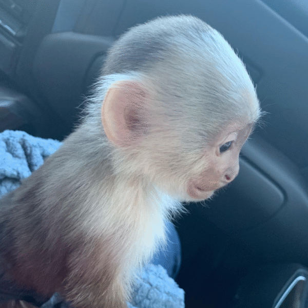 🐒 Eddie – Männlicher Kapuzineraffe zu verkaufen (3 Monate alt) | affe-kaufen.de – Bild 4