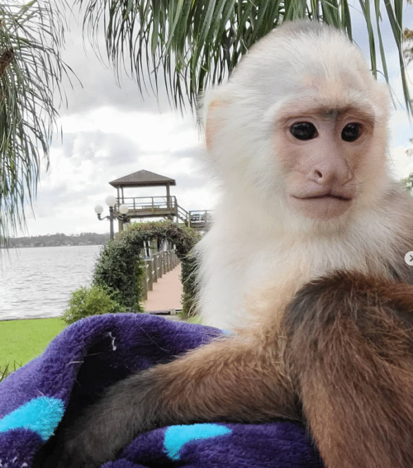 🐒 Julie – Weiblicher Kapuzineraffe zu verkaufen (3 Monate alt) | Jetzt bei affe-kaufen.de – Bild 5