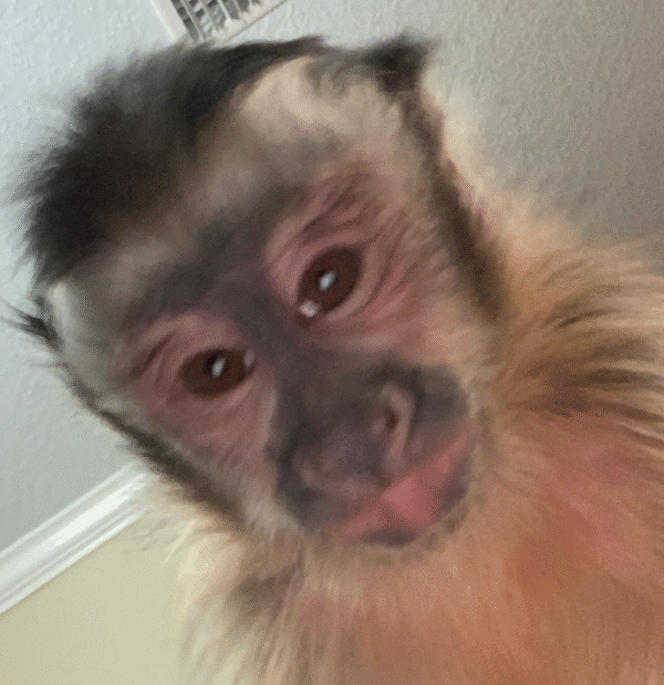 🐒 Andrew – Männlicher Kapuzineraffe zu verkaufen, 3 Monate alt | affe-kaufen.de – Bild 3