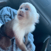 🐒 Eddie – Männlicher Kapuzineraffe zu verkaufen (3 Monate alt) | affe-kaufen.de