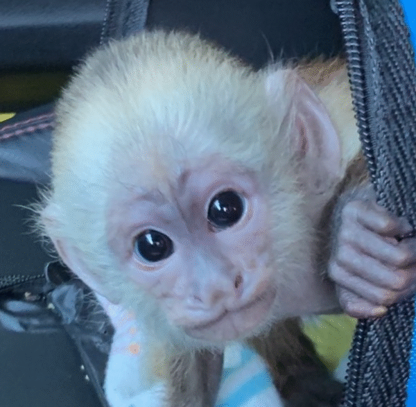 🐒 Eddie – Männlicher Kapuzineraffe zu verkaufen (3 Monate alt) | affe-kaufen.de – Bild 5