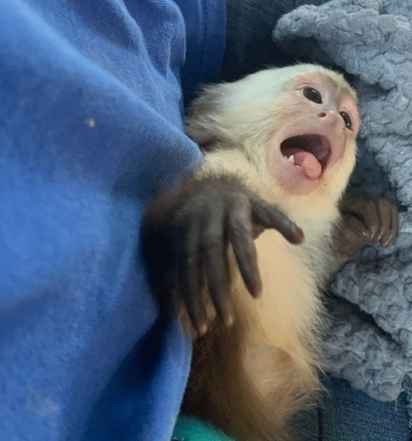 🐒 Eddie – Männlicher Kapuzineraffe zu verkaufen (3 Monate alt) | affe-kaufen.de – Bild 6