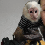 Baby affe Kapuzineraffen