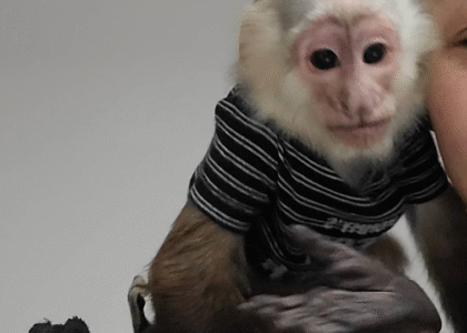 Baby affe Kapuzineraffen