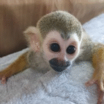 Totenkopfaffe sucht ein liebevolles Zuhause! 🐒