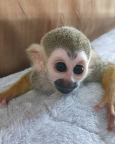 🐒 Ryan – Verspielter Totenkopfaffe sucht ein liebevolles Zuhause! 🐒