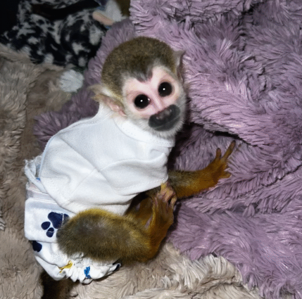 🐒 Ryan – Verspielter Totenkopfaffe sucht ein liebevolles Zuhause! 🐒 – Bild 3