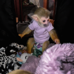 🐒 Jenny – Liebenswertes Totenkopfaffen-Mädchen sucht ihre Familie! 🐒
