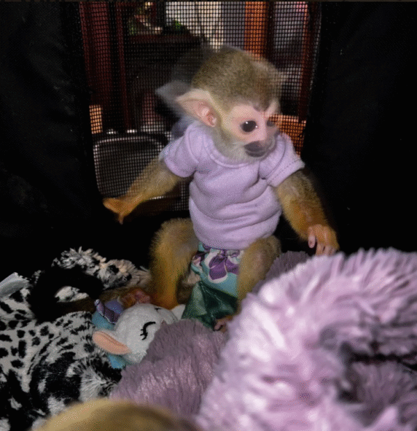 🐒 Jenny – Liebenswertes Totenkopfaffen-Mädchen sucht ihre Familie! 🐒