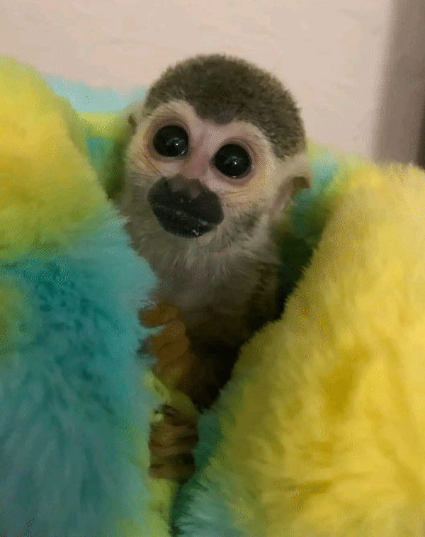 🐒 Jenny – Liebenswertes Totenkopfaffen-Mädchen sucht ihre Familie! 🐒 – Bild 3
