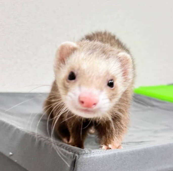 🐾 Frettchen kaufen – Handaufgezogene und gesunde Frettchen bei affe-kaufen.de