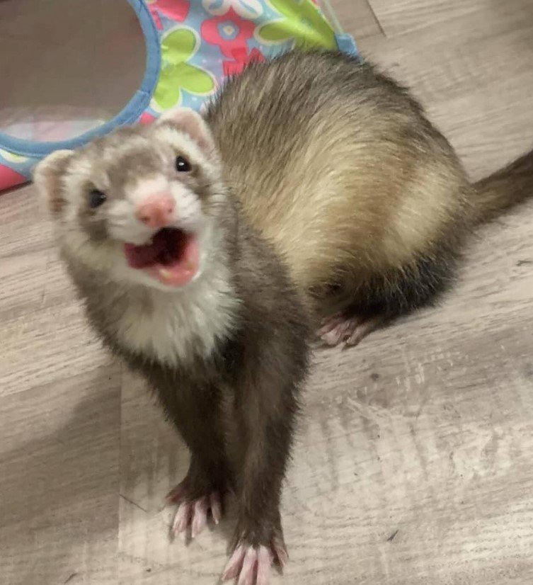 🐾 Frettch kaufen – Handaufgezogene Frettchen bei affe-kaufen.de