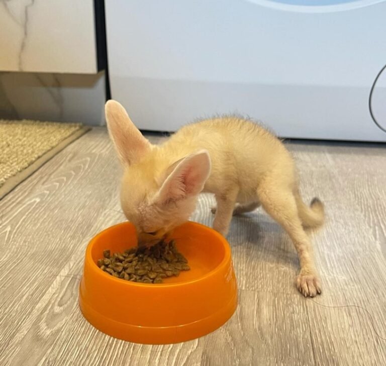 🦊 Fennek Fuchs kaufen – Exotische Wüstenfüchse legal bei affe-kaufen.de