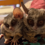 Galago halten Schweiz