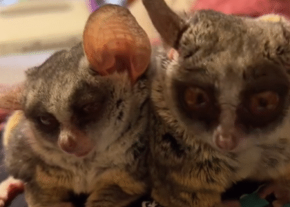 Galago halten Schweiz