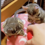 Buschbaby kaufen Österreich