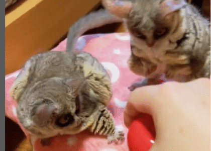 Buschbaby kaufen Österreich