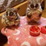 Buschbaby kaufen Schweiz