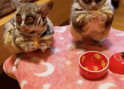 Buschbaby kaufen Schweiz