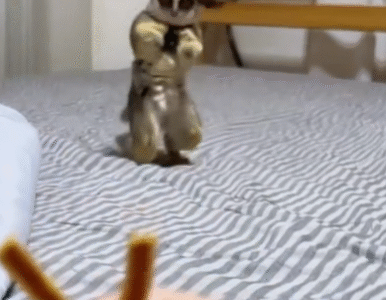 Galago kaufen Österreich