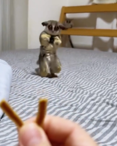 🐒 Galagos Lebenserwartung – Alles über die Lebensdauer der Mini-Affen bei affe-kaufen.de